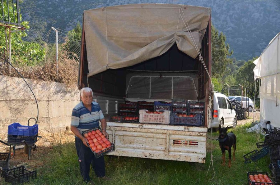 800 Rakıma Deneme Amaçlı Sera Kurdu, Tonlarca Domates Ve Biber Yetiştiriyor