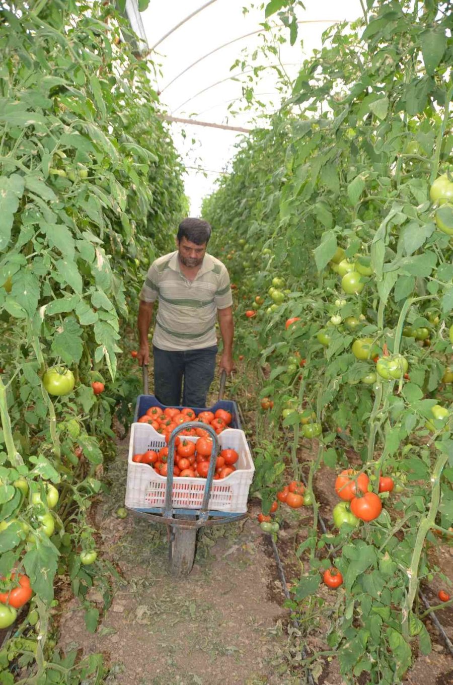 800 Rakıma Deneme Amaçlı Sera Kurdu, Tonlarca Domates Ve Biber Yetiştiriyor