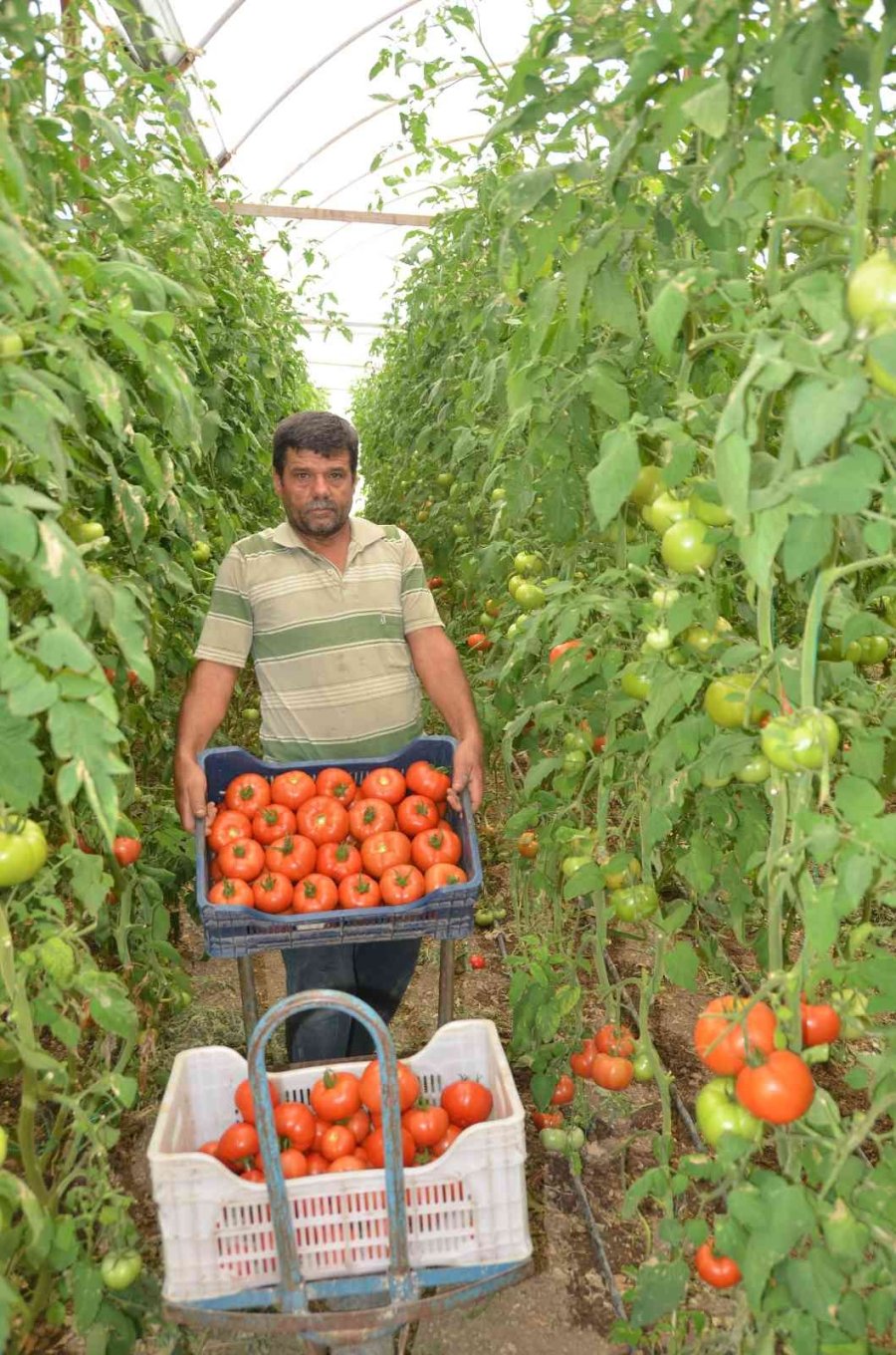 800 Rakıma Deneme Amaçlı Sera Kurdu, Tonlarca Domates Ve Biber Yetiştiriyor