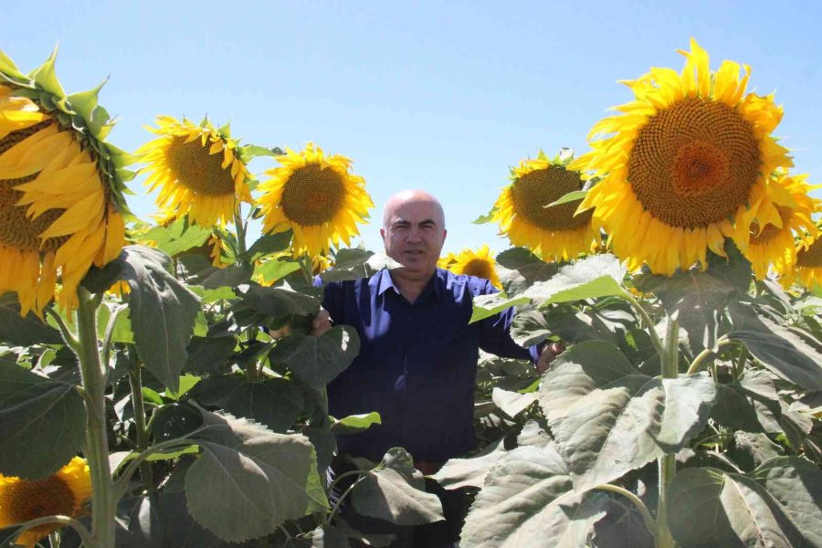 Karaman’da Ayçiçeği Ekimi Yüzde 50 Arttı