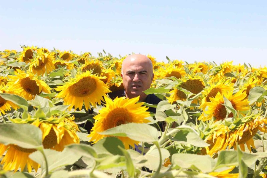 Karaman’da Ayçiçeği Ekimi Yüzde 50 Arttı