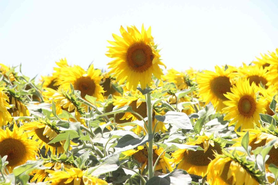 Karaman’da Ayçiçeği Ekimi Yüzde 50 Arttı