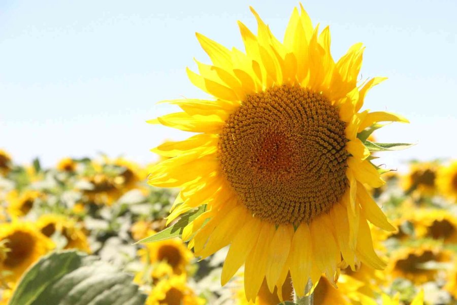 Karaman’da Ayçiçeği Ekimi Yüzde 50 Arttı