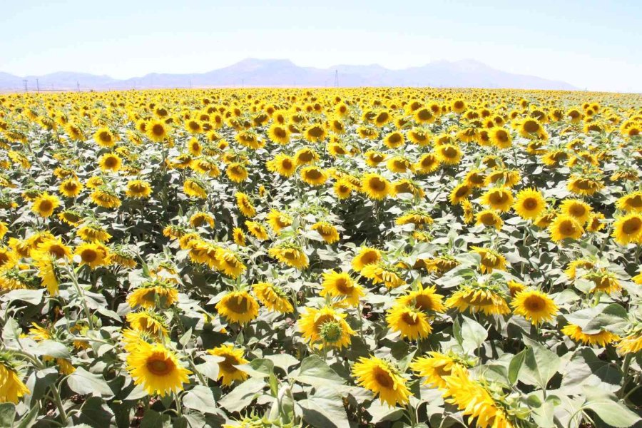 Karaman’da Ayçiçeği Ekimi Yüzde 50 Arttı
