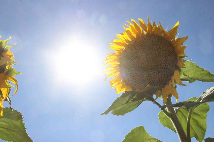 Karaman’da Ayçiçeği Ekimi Yüzde 50 Arttı