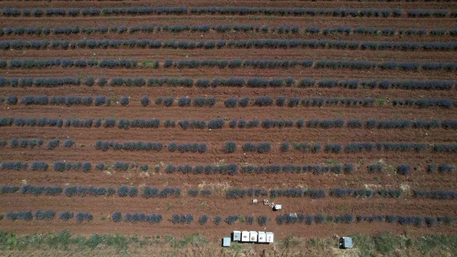 Başkan Altay: “lavanta Üretiminin Artması İçin Desteğimiz Devam Ediyor”
