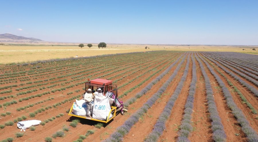 Başkan Altay: “lavanta Üretiminin Artması İçin Desteğimiz Devam Ediyor”