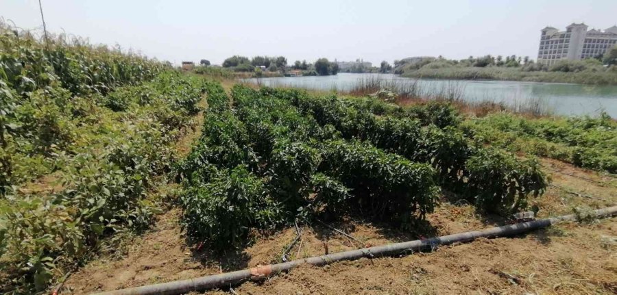 Manavgat’ta Çiftçinin, Hem Su Motorunu Hem Ürününü Çaldılar