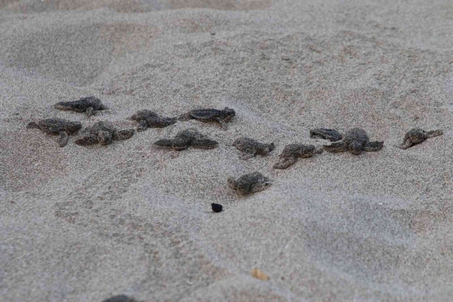 Patara’da Caretta Caretta Yavruları Denizde