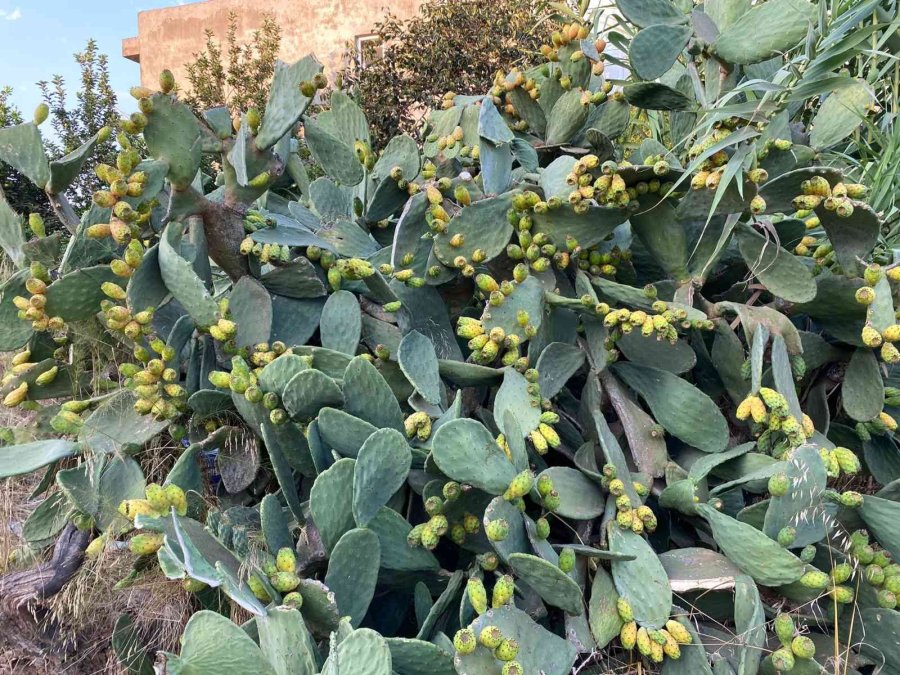 Doğada Kendiliğinden Yetişiyor, Kilosu 60 Tl’yi Buluyor