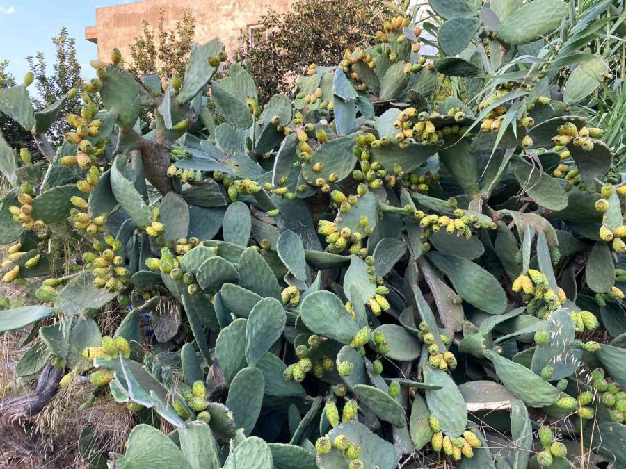 Dikenli İncir Hasadı Başladı