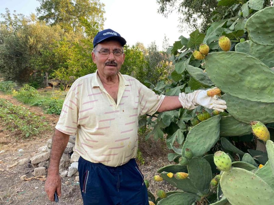 Dikenli İncir Hasadı Başladı