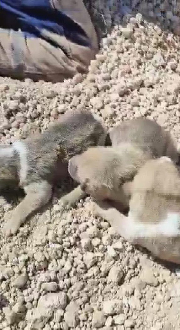 Yuvaları Üzerlerine Çöken Anne Ve 7 Yavru Köpeği Böyle Kurtardı