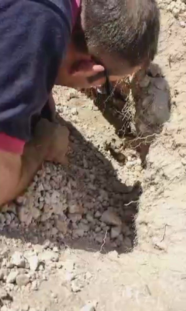 Yuvaları Üzerlerine Çöken Anne Ve 7 Yavru Köpeği Böyle Kurtardı