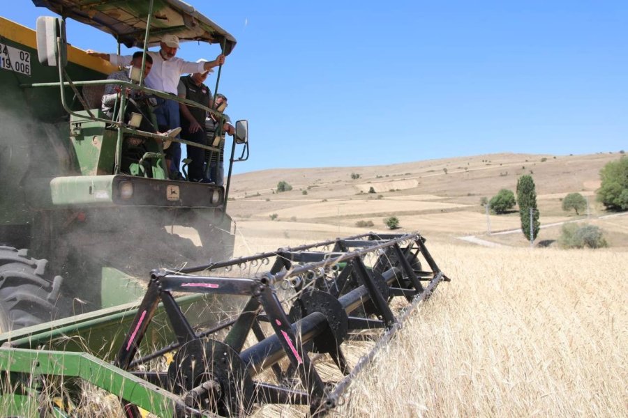 Kocasinan’da Geçen Yıl Çiftçilere Dağıtılan Gacer Buğdayının Hasadı Yapıldı