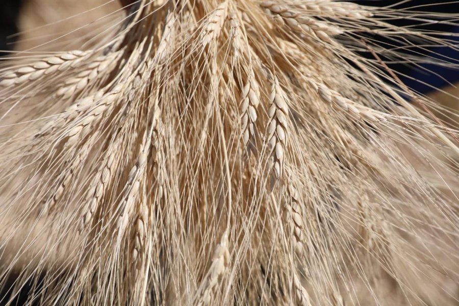 Kocasinan’da Geçen Yıl Çiftçilere Dağıtılan Gacer Buğdayının Hasadı Yapıldı