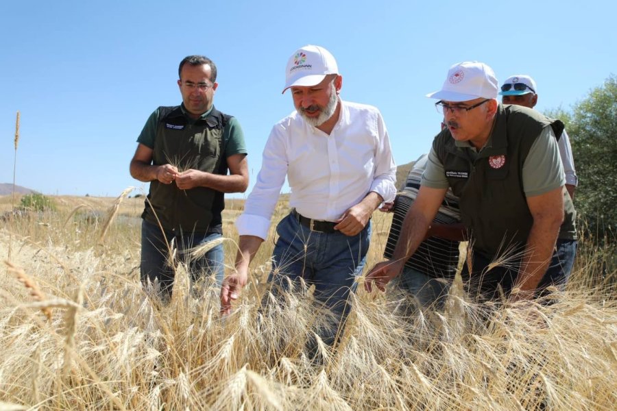 Kocasinan’da Geçen Yıl Çiftçilere Dağıtılan Gacer Buğdayının Hasadı Yapıldı