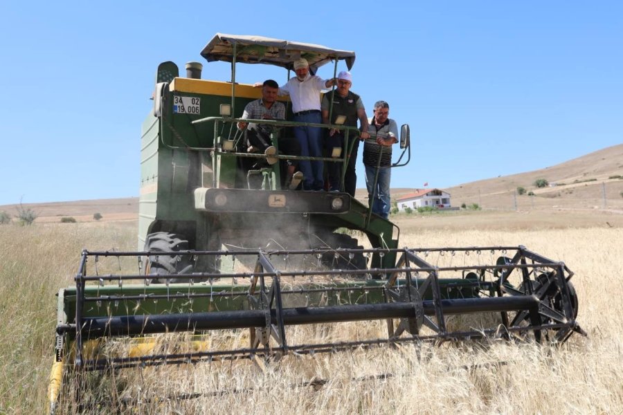 Kocasinan’da Geçen Yıl Çiftçilere Dağıtılan Gacer Buğdayının Hasadı Yapıldı