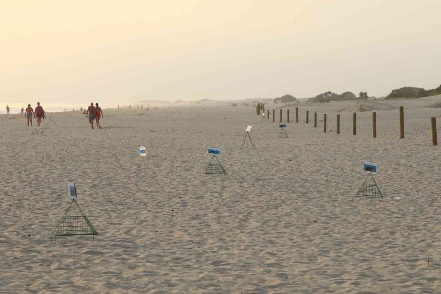 Patara’da Caretta Caretta Yavruları Denizde