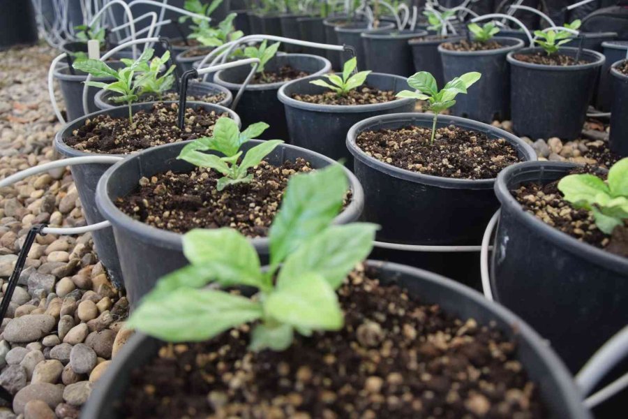 Batem’in Kahve Tohumları Fidana Dönüştü