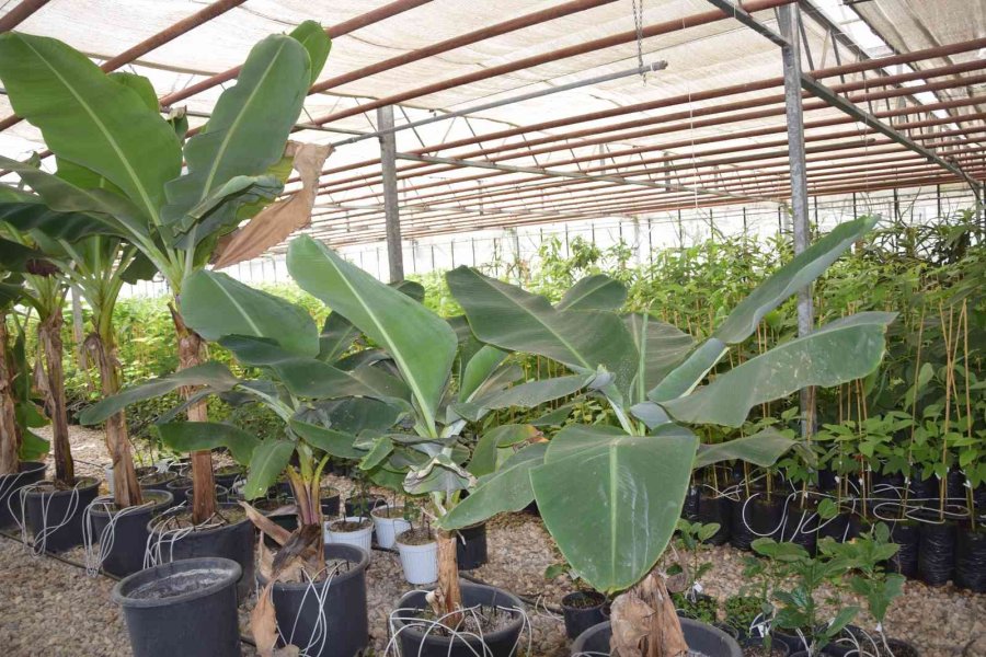 Batem’in Kahve Tohumları Fidana Dönüştü