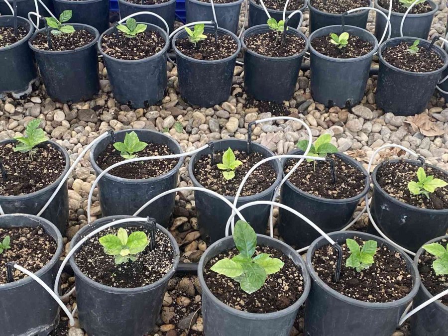 Batem’in Kahve Tohumları Fidana Dönüştü