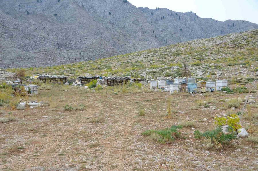 Antalya’da Balda Son 23 Yılın En Yüksek Rekolte Beklentisi