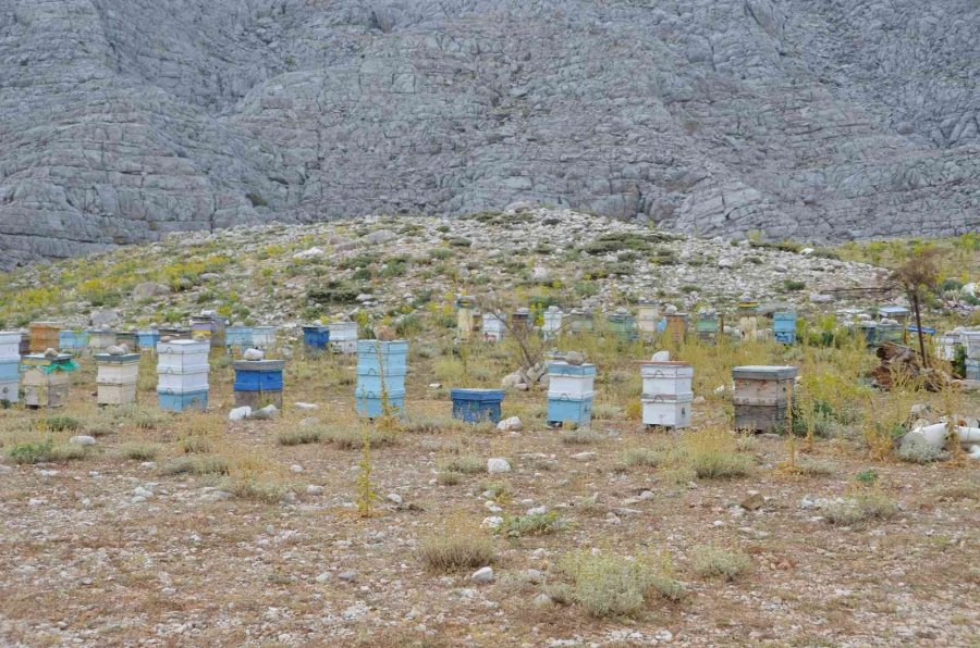 Antalya’da Balda Son 23 Yılın En Yüksek Rekolte Beklentisi