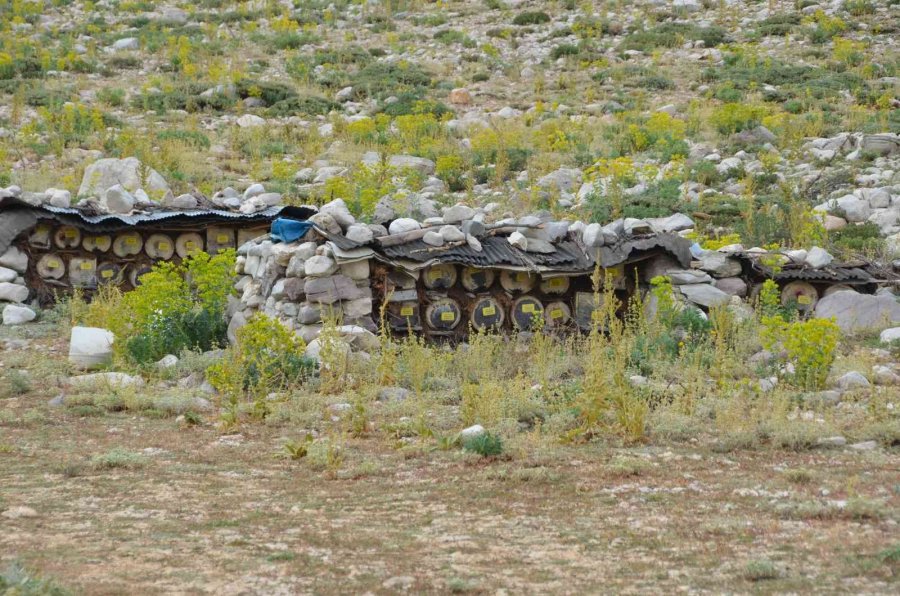 Antalya’da Balda Son 23 Yılın En Yüksek Rekolte Beklentisi