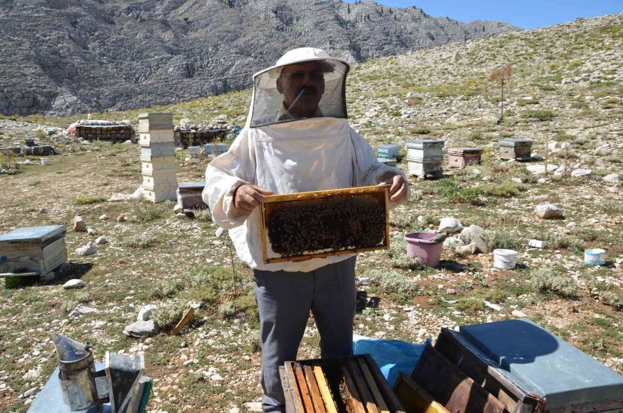 Antalya’da Balda Son 23 Yılın En Yüksek Rekolte Beklentisi