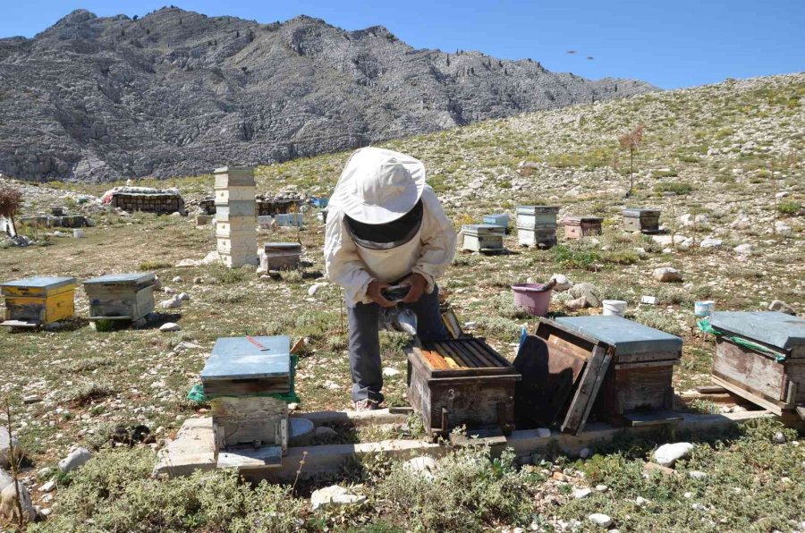 Antalya’da Balda Son 23 Yılın En Yüksek Rekolte Beklentisi