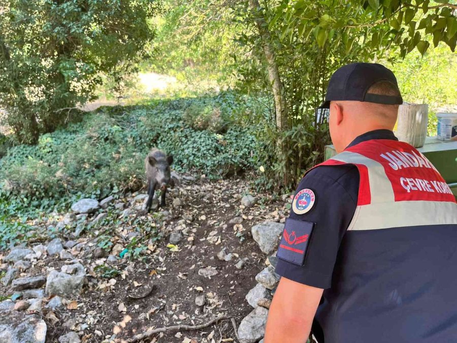 Susayan Yavru Yaban Domuzuna Jandarma Şefkati