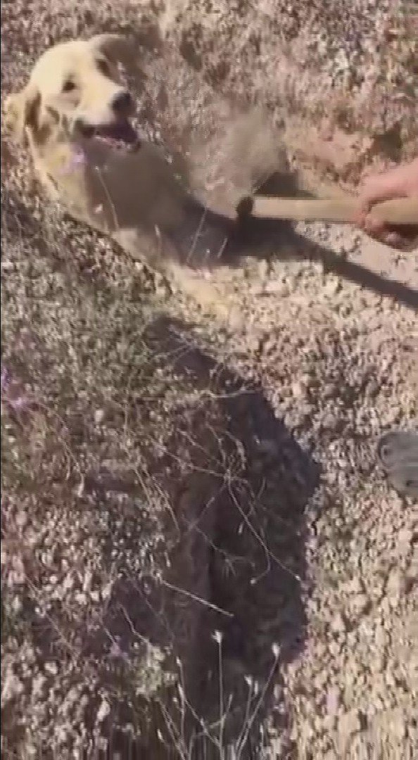 Anne Köpek, Yavrularını Kurtarmak İçin Ağlamış