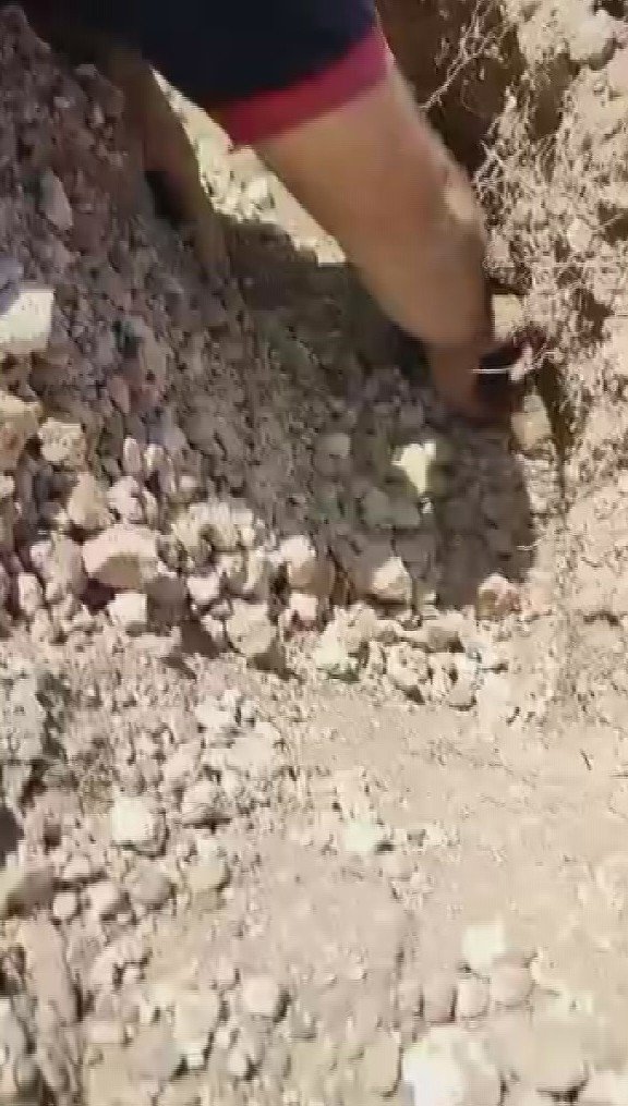 Anne Köpek, Yavrularını Kurtarmak İçin Ağlamış