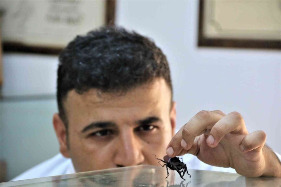Yanan Ormanlık Alanlardan 60 Yıldır Toplanan Böcekler Bu Müzede Sergileniyor