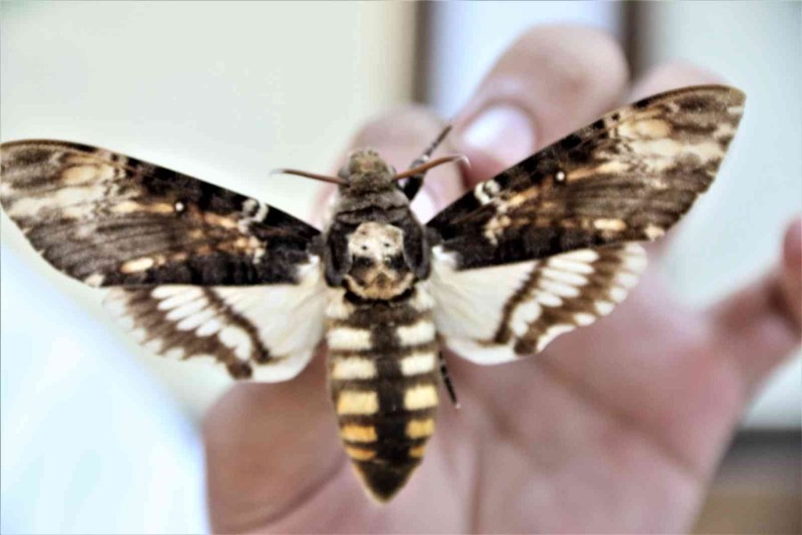 Yanan Ormanlık Alanlardan 60 Yıldır Toplanan Böcekler Bu Müzede Sergileniyor