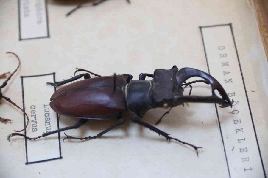 Yanan Ormanlık Alanlardan 60 Yıldır Toplanan Böcekler Bu Müzede Sergileniyor