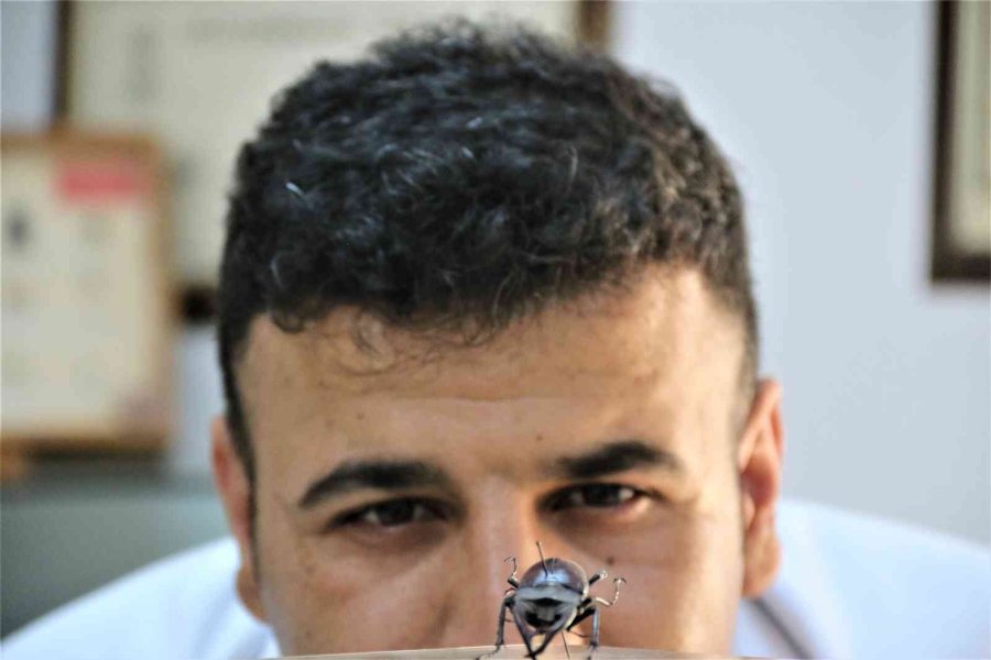 Yanan Ormanlık Alanlardan 60 Yıldır Toplanan Böcekler Bu Müzede Sergileniyor