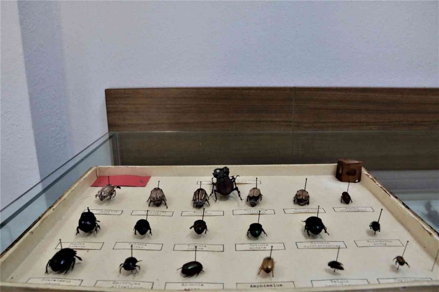 Yanan Ormanlık Alanlardan 60 Yıldır Toplanan Böcekler Bu Müzede Sergileniyor