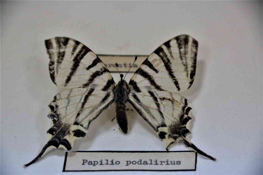 Yanan Ormanlık Alanlardan 60 Yıldır Toplanan Böcekler Bu Müzede Sergileniyor