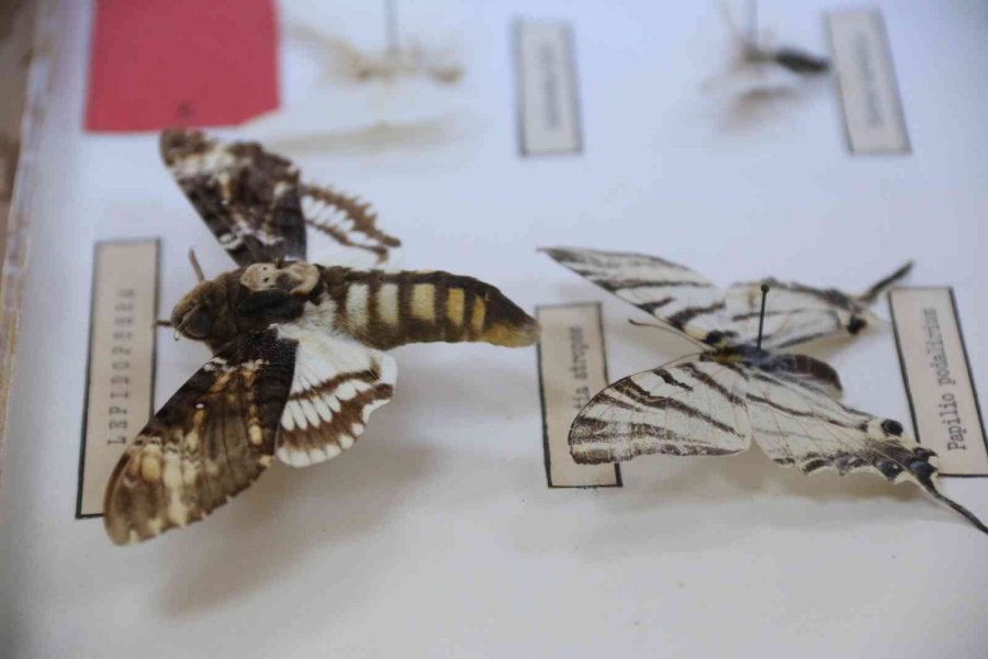 Yanan Ormanlık Alanlardan 60 Yıldır Toplanan Böcekler Bu Müzede Sergileniyor