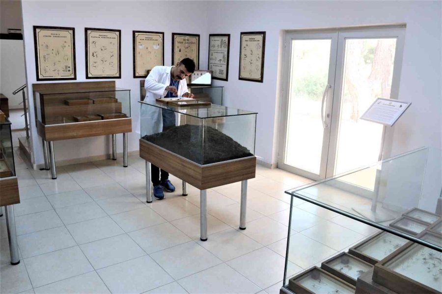 Yanan Ormanlık Alanlardan 60 Yıldır Toplanan Böcekler Bu Müzede Sergileniyor