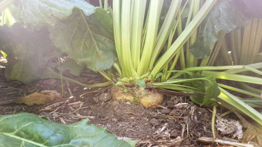 Ayçiçeği Ve Şeker Pancarı Rekoltesi Tahminlerin Üzerinde Seyrediyor