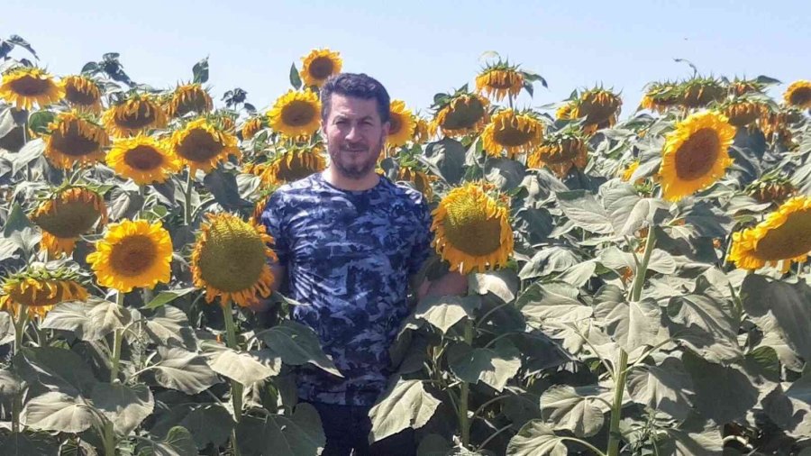 Ayçiçeği Ve Şeker Pancarı Rekoltesi Tahminlerin Üzerinde Seyrediyor