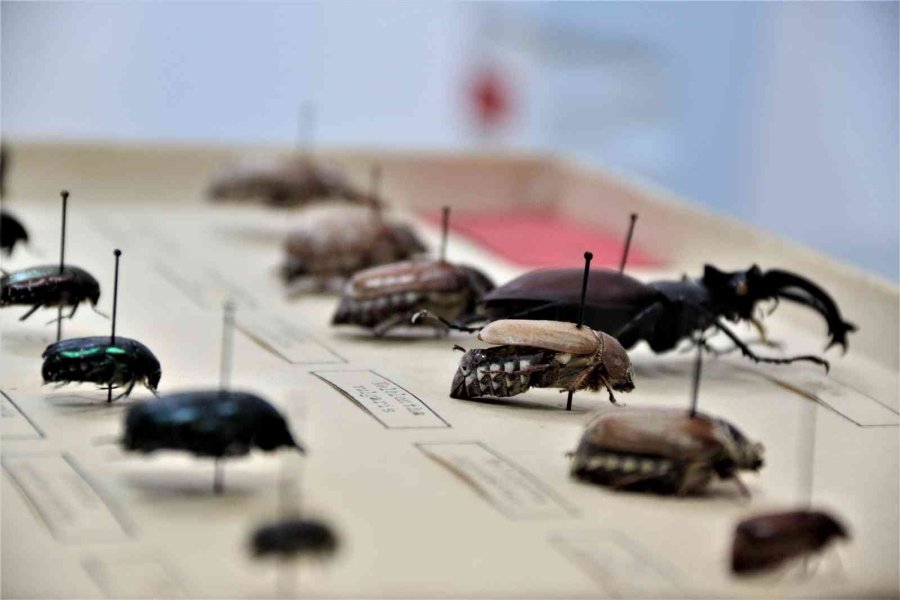 Yanan Ormanlık Alanlardan 60 Yıldır Toplanan Böcekler Bu Müzede Sergileniyor