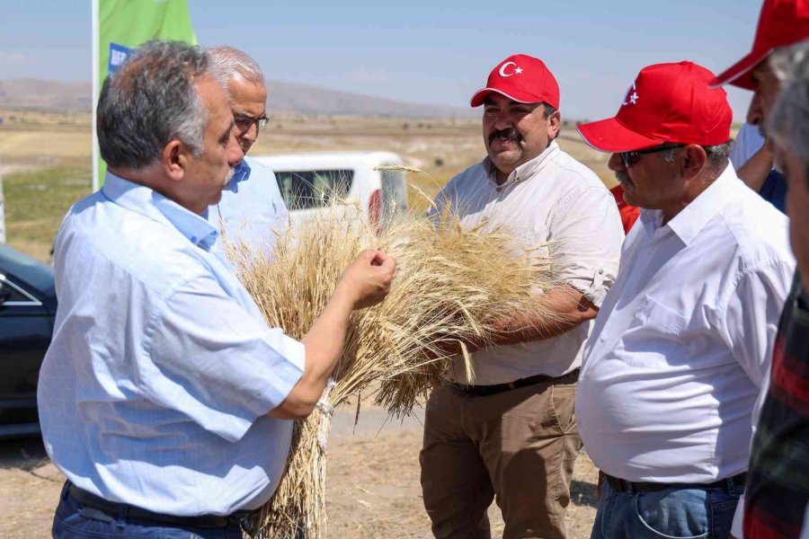 Talas’ta Hasat Vakti