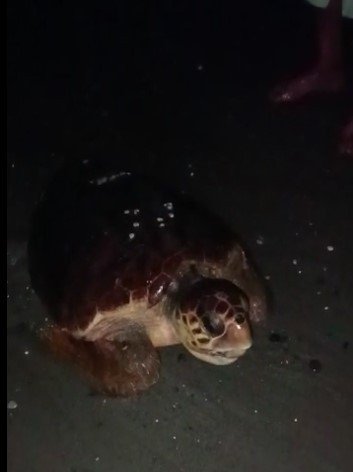 Yumurtlamaya Gelen Caretta Carettayı Böyle Kaçırdılar