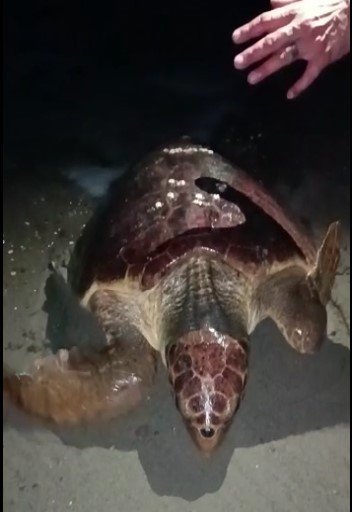 Yumurtlamaya Gelen Caretta Carettayı Böyle Kaçırdılar