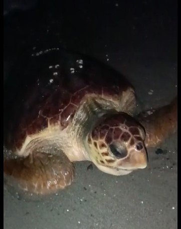 Yumurtlamaya Gelen Caretta Carettayı Böyle Kaçırdılar
