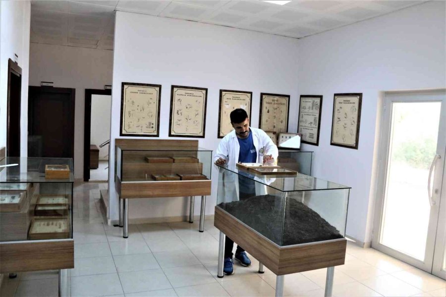 Yanan Ormanlık Alanlardan 60 Yıldır Toplanan Böcekler Bu Müzede Sergileniyor